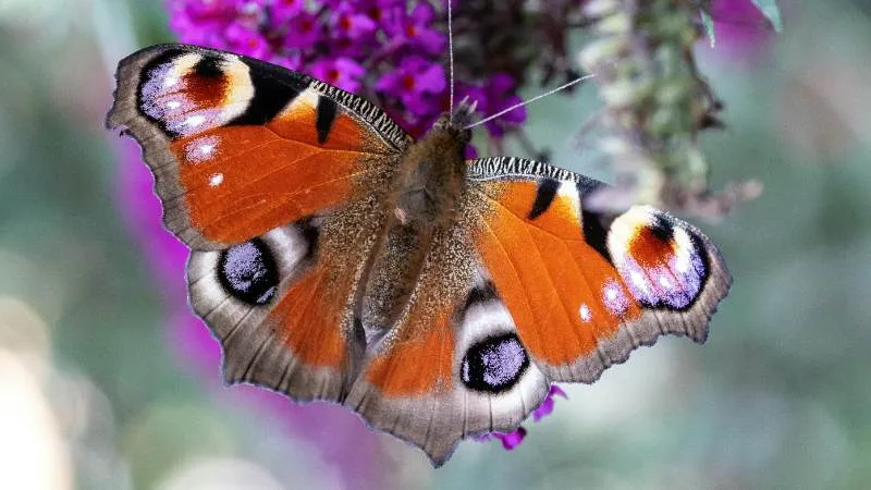 Detailed view Butterfly Bush flower resting on blooms.