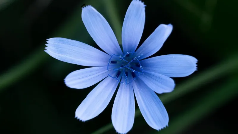 Macro close-up of pale purple Chicory flower petals in low light.