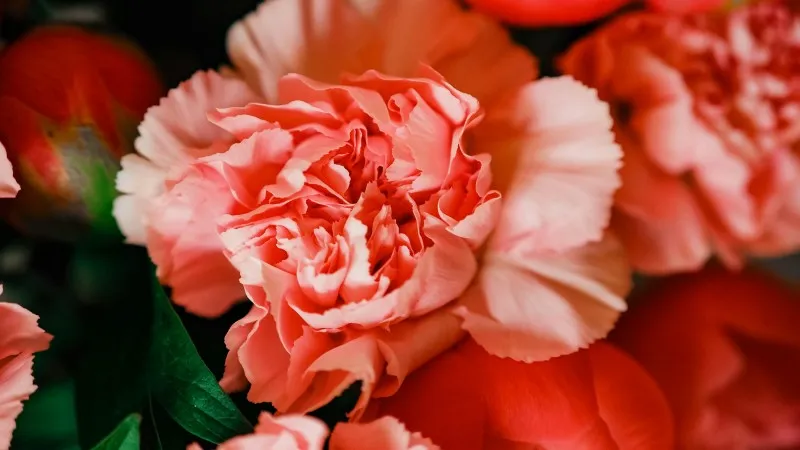 Close-up of ruffled coral-pink Carnation flower petals showing soft layered textures.