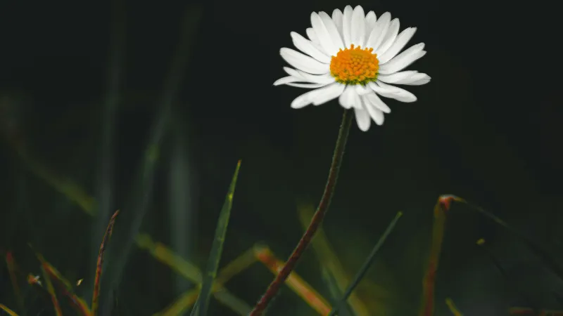 Close-up of green grass blades and reddish foliage surrounding a natural Daisy flower setting.