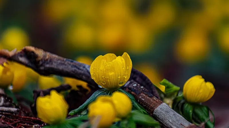 Single open yellow Christmas Aconite flower with green leaves in close-up.