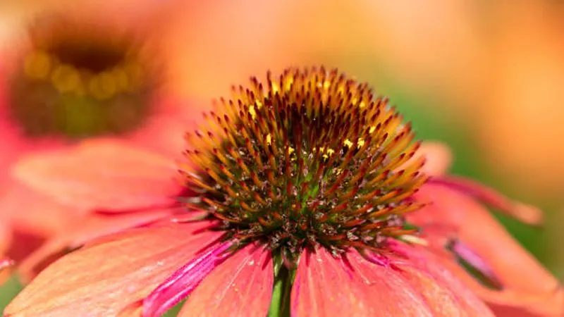 Extreme close-up of a salmon-pink Echinacea flower cone center with spiky orange tips and soft petals.