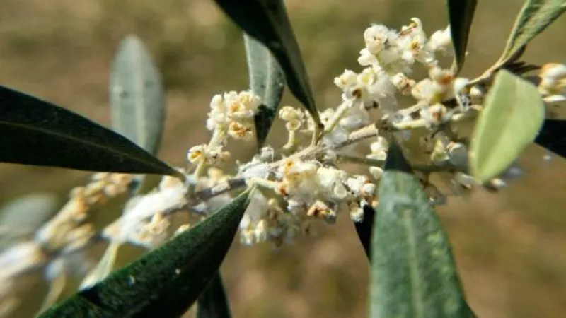 Close-up of cream-white olive flowers with visible stamens surrounded by green leaves