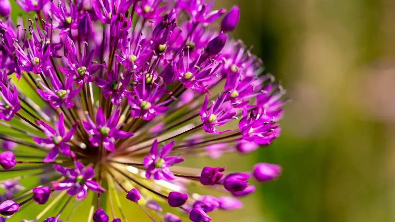 Close detailed allium flower cluster view