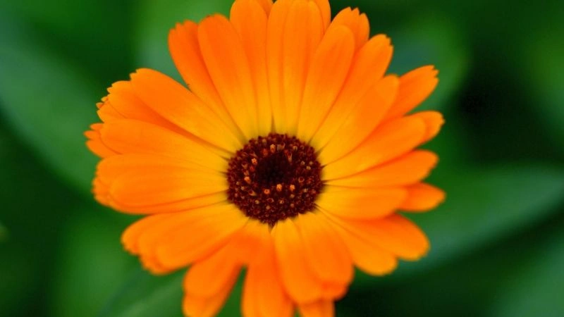 Bright orange African Daisy flower with layered petals and a dark center against a blurred green background.