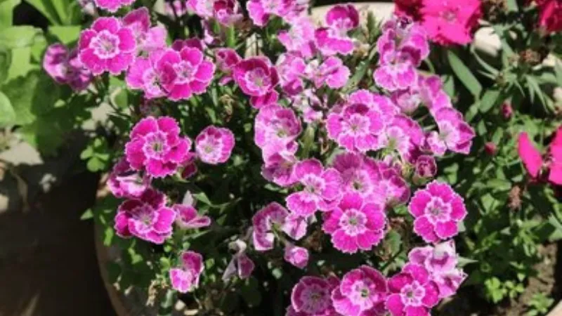 A pot of small pink and white bicolour Clove Pink flower blooms growing densely in a garden setting.