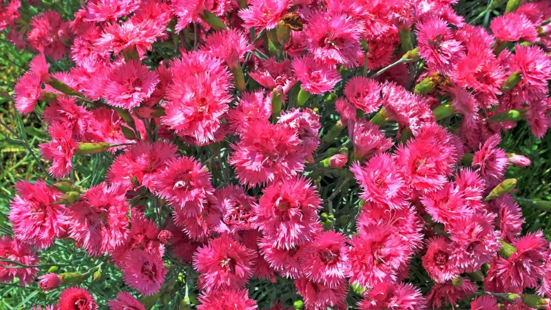 Dense carpet of bright red-pink Clove Pink flower blooms with fringed petals filling the entire frame.
