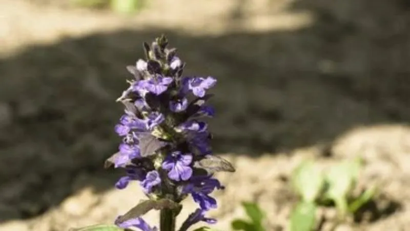 Flower Cluster Bugleweed flower arranged along a stem.