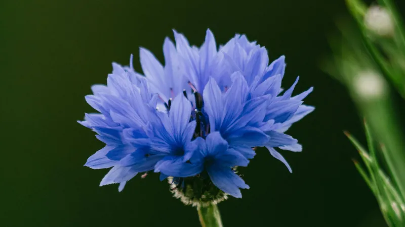 Cluster of layered blue Cornflower flower blooms against a dark green background.