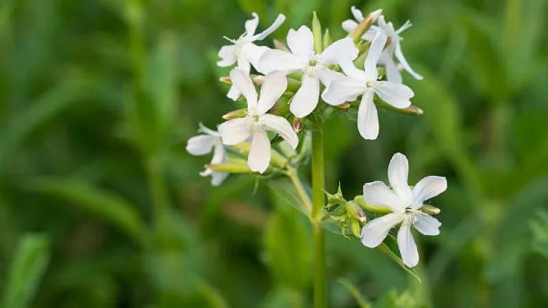 Cluster of white Catchfly flower blooms growing together on a single stem.