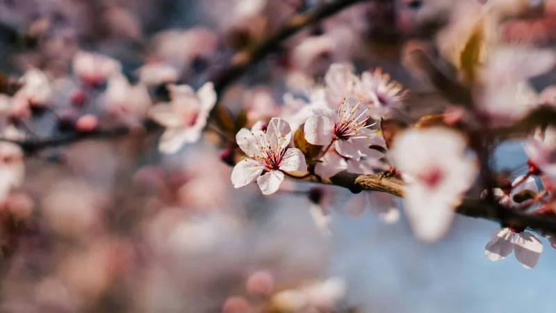 White and pink Cherry Blossom flower blooms in close-up against a soft dark background.