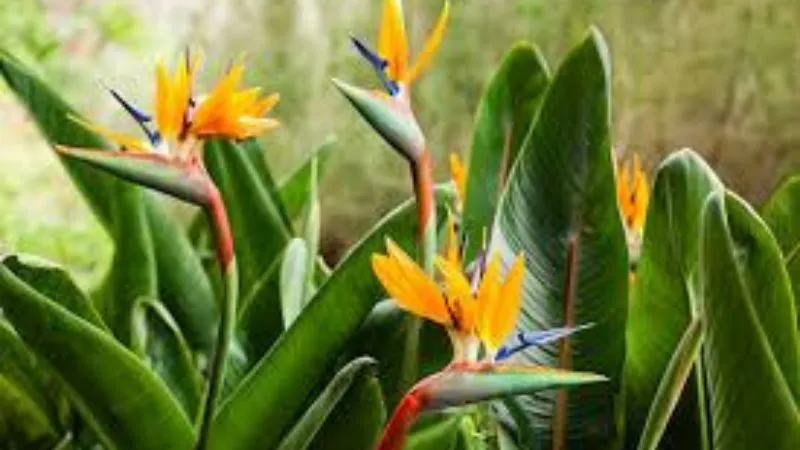 Multiple blooms Bird of Paradise flower displayed on a plant.