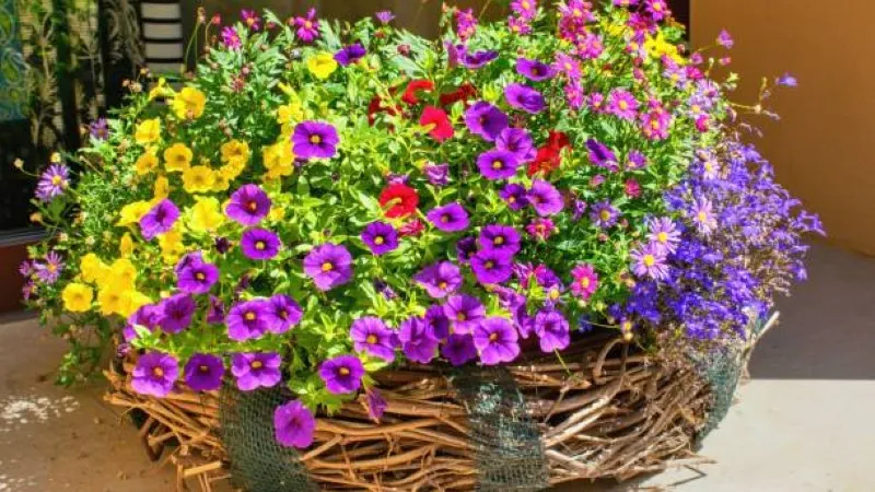 Multicolor Hanging Calibrachoa flower basket displaying vibrant blooms.