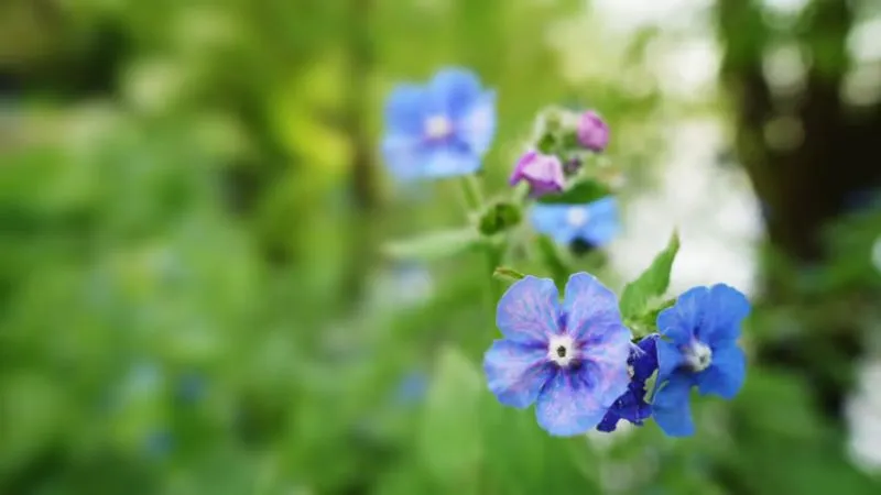 Healthy Plant Bugloss flower displaying vibrant blooms.