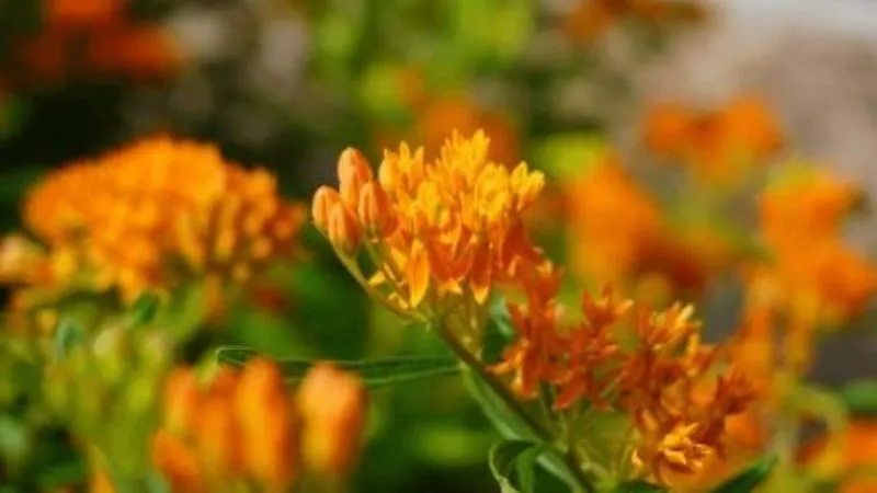 Orange Blooms Butterfly Weed flower with unopened buds.