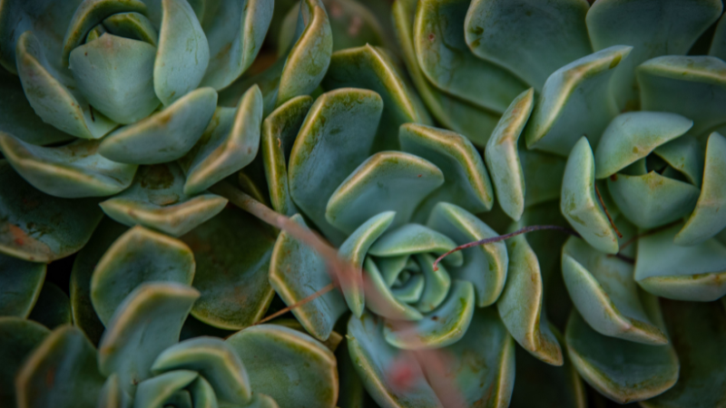 Colorful Echeveria succulent