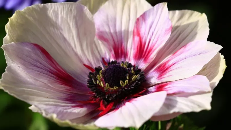 Beautiful garden Anemone flower growing in a landscaped flower bed.