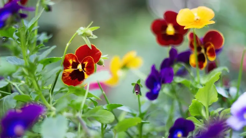 Red, yellow, and purple pansy flowers blooming together in a garden