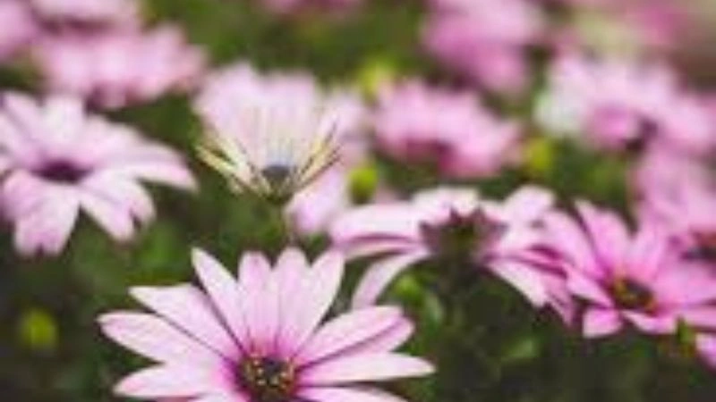 Blooming Pink African Daisy flowers in a colorful garden display.