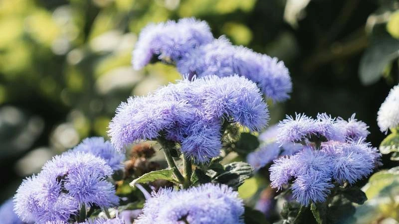 Detailed close-up ageratum flowers light purple blooming on slender stems in garden