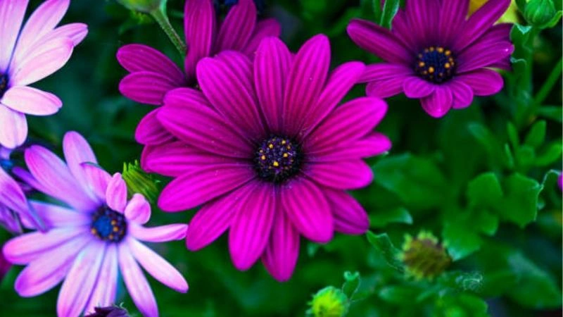Bright purple African Daisy flowers blooming among lush green foliage.