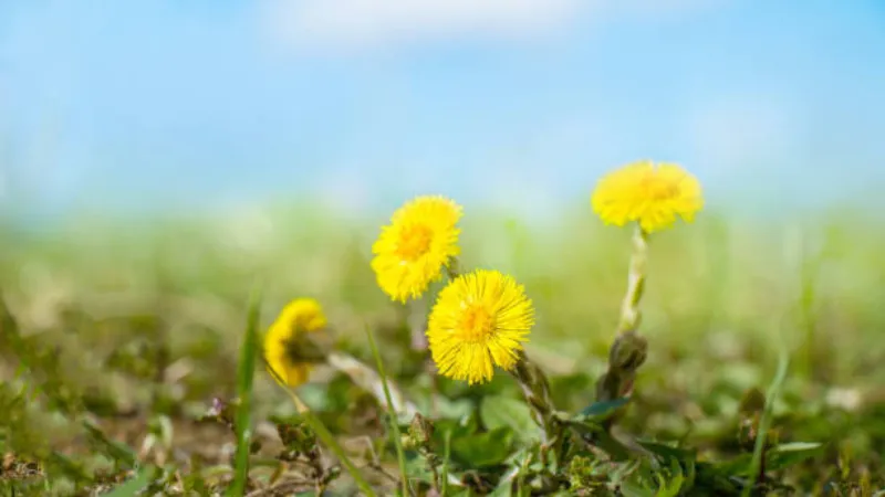 Small group of yellow Coltsfoot flower blooms growing from stony ground with sparse early grass.