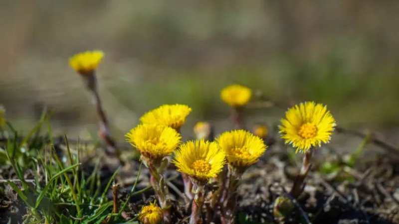 Four yellow Coltsfoot flower blooms in a row growing from rocky lichen-covered ground.