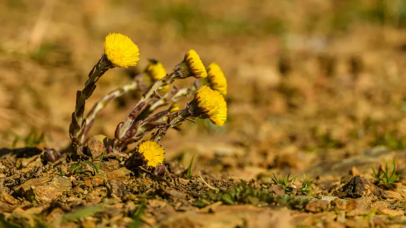 Sprawling mass of small yellow Coltsfoot flower blooms covering dry tangled ground vegetation.