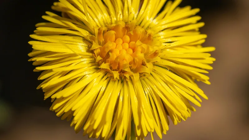 Two small yellow Coltsfoot flower blooms growing side by side among green grass and leaf litter.