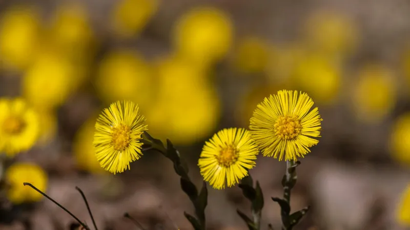Two bright yellow Coltsfoot flower blooms on scaly stems with more flowers softly blurred in the background.