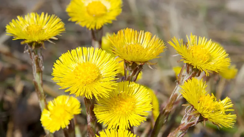 Three yellow Coltsfoot flower blooms in a spring meadow with blurred blue sky background.
