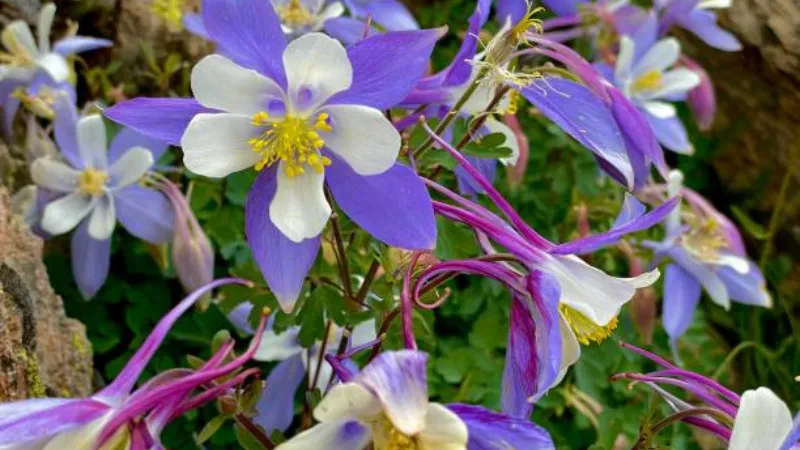 Several blue and white Columbine flower blooms growing among green foliage in a woodland garden.