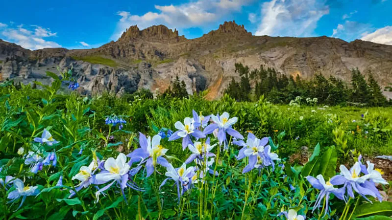 Single blue-purple and white Columbine flower with dark markings against a softly blurred green background.