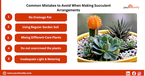 Common Mistakes to Avoid When Making Succulent Arrangements