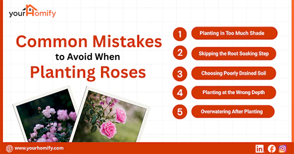 Common Mistakes to Avoid When Planting Roses