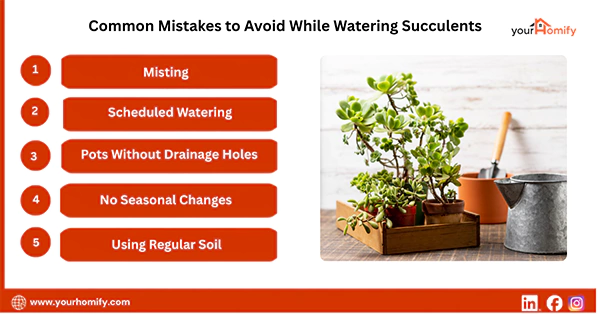 Common Mistakes to Avoid While Watering Succulents