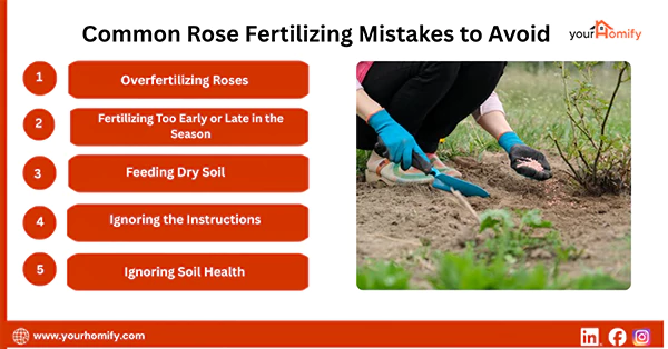 Common Rose Fertilizing Mistakes to Avoid