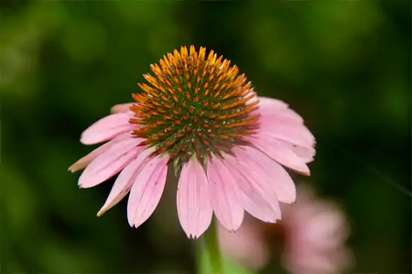 Coneflower