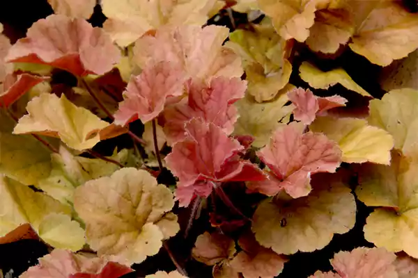 Coral bells