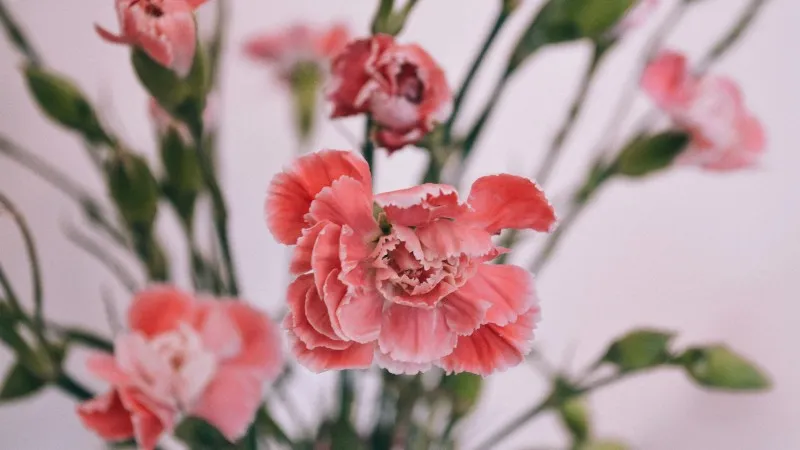 Cluster of coral-pink Carnation flower blooms with buds growing on slender green stems.