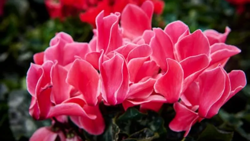 Dense bouquet of coral pink Cyclamen flower blooms with delicate white-edged petals.