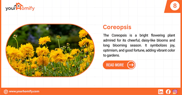 Coreopsis