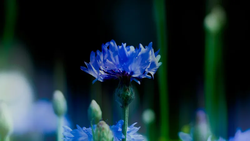 Single blue cornflower with jagged fringed petals and green stem against a dark shadowy background.