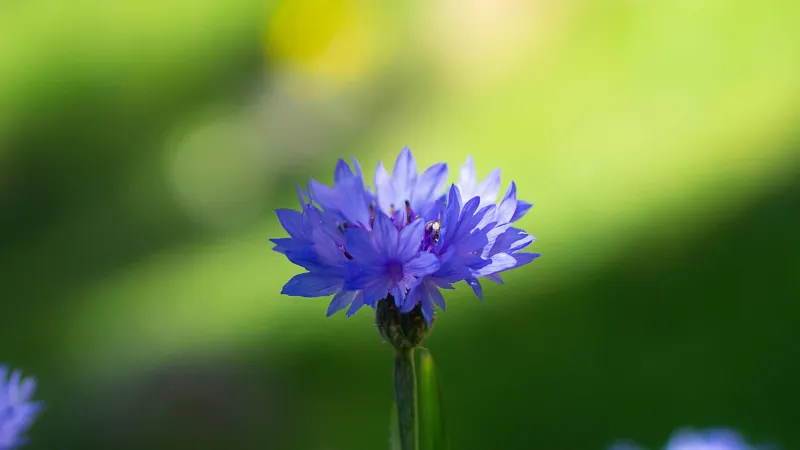 Purple-blue Cornflower flower glowing softly in warm sunlight.