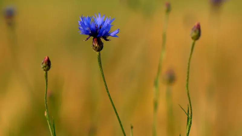 Single blue Cornflower flower standing among budding stems in a golden field.
