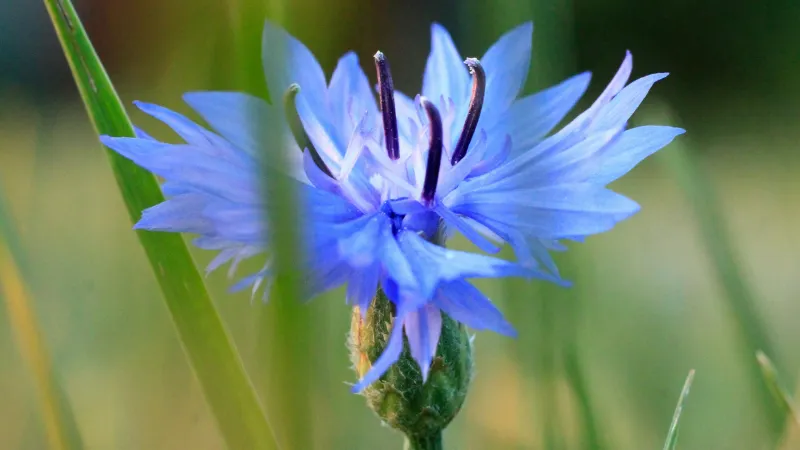 Pale blue Cornflower flower with dark wispy stamens emerging from its frilled center.
