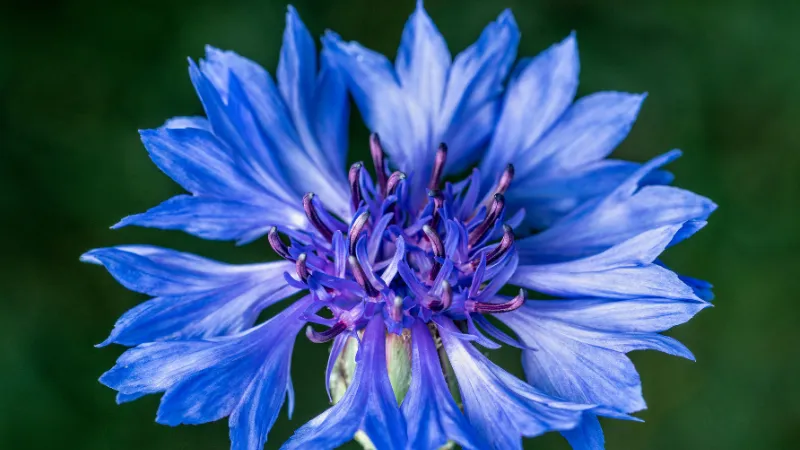 Blue Cornflower flower with a rich purple center against dark green foliage.