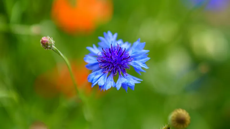 Bright blue Cornflower flower growing in a meadow with an orange flower blurred behind.