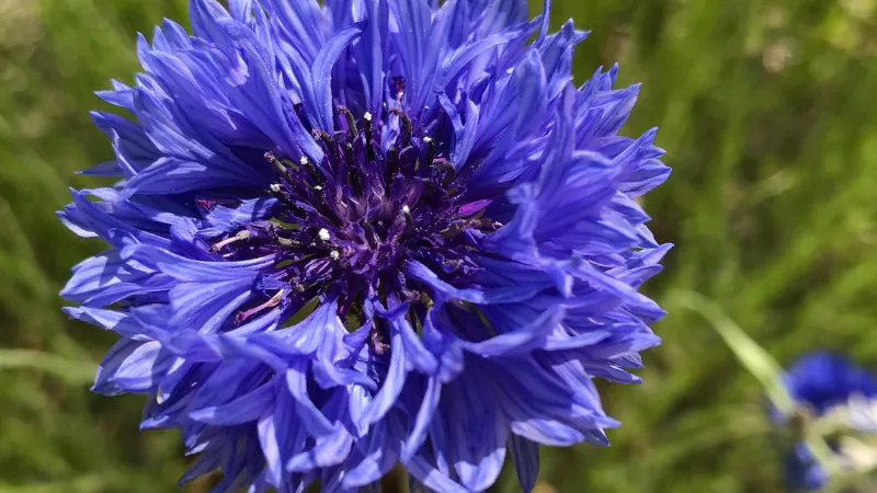 Blue Cornflower flower with deep purple center dotted with tiny light flecks.