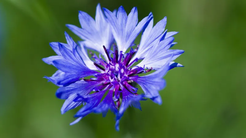Blue Cornflower flower with white-edged petals and vivid purple center among green foliage.